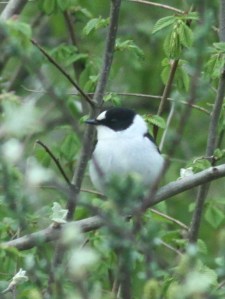 Withalsvliegenvanger, zingend mannetje in de Eemshaven, 07-05-13 (Foto: Folkert Jan Hoogstra)