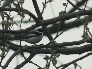 De vogel liet zich heel af en toe echt fraai bekijken. Voor de rest zat de vogel diep in het struikgewas 
