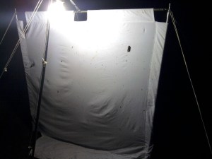 Het lokken van nachtvlinders kan behulp van een felle lamp. Op het witte doek zijn de nachtvlinders goed zichtbaar