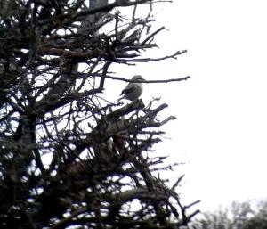 Steppeklapekster, Texel (28-10-12)