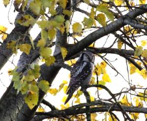 Sperweruil (Surnia ulula), Zwolle, 25-11-2013. (Foto: Jurgen Rotteveel)