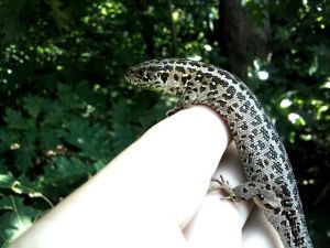 Een mooi vrouwtje Zandhagedis, Mookerheide 