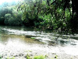 Één van de hoogtepunten dit jaar was een bezoek aan het Roerdal, waar ik leuke soorten zag zoals Gaffellibel en Kleine Tanglibel 