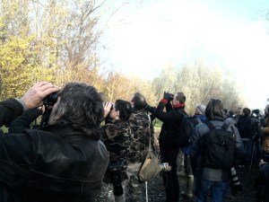 Swinhoes Boszanger veroorzaakt hoge spanning 