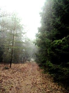 Plaats delict; zoeken naar de Dwerguil in bosgebied Oostermaet bij Lettele