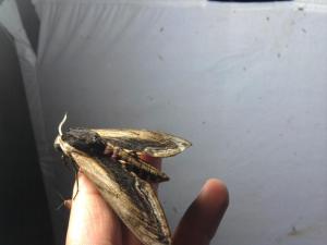 Ligusterpijlstaart, één van de grotere soorten nachtvlinders in Nederland