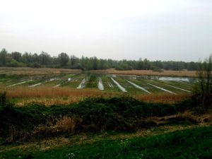 De Lepelaarplassen, Trekvogelgraslandje