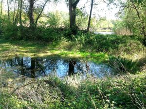 Poel waar o.a. Boomkikker, Bastaardkikker en Kamsalamander zich voortplanten 