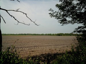 De Merskenheide, omringd door akkers 