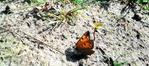 Kleine Vuurvlinder, Merskenheide 