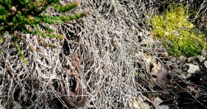 Levendbarende Hagedis (Volw. voruwtje), enkel weggelegd voor de oplettende wandelaar