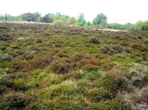 Op veel plekken op de Merskenheide komen groene tapijten voor. Dan heeft men te maken met Kraaihei 