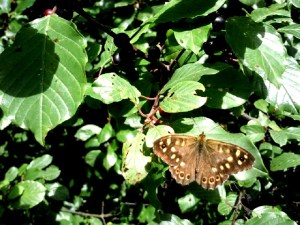 Bont Zandoogje, Merskenheide 