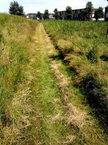 Kruidenrijke berm in Almere-Oost