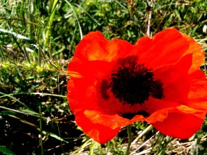 Grote Klaproos, niet te missen