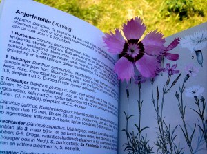 Een Anjer-soort, waarschijnlijk afkomstig uit een zaadmengsel, stond niet in de veldgids