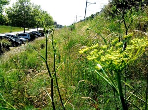 Plantenpracht in de spoorberm van station Almere-Oostvaarders. Op de voorgrond Venkel, een schermbloemige  