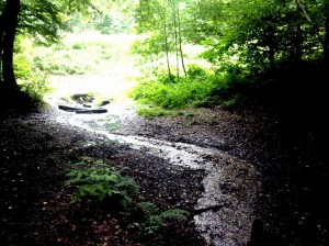 Één van de beekjes die door het Bunderbos meandert. Een veelvuldig bezochte plek door mensen, een vaste verblijfplaats voor zeldzame  flora- en fauna 
