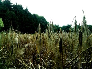 Een graanveld is één van de eerste dingen die je ziet aan het begin van een wandeling door het Bunderbos 