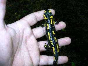 Vuursalamander: de meest typische bewoner van het Bunderbos. Thans helaas met uitsterven bedreigd vanwege een virus 