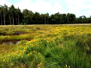 Mosterdveen met een goudgele gloed van bloeiende Beenbreek (Foto: Delo Wolters)