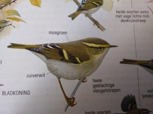 Bladkoning (uit de ANWB vogelgids)
