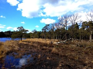 Het eerste heideterreintje/ven. Leefgebied van o.a. Ringslang, Levendbarende Hagedis en Heikikker