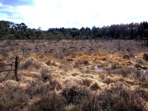 Het tweede heideterreintje, grotendeels bestaand uit Pijpenstrootje, Struikhei, Dophei en Kraaihei. Grove Den heeft in de loop der jaren een dominante plaats ingenomen