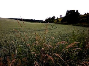 Kunderberg met Tarwevelden
