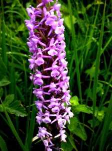 Close-up van Grote Muggenorchis