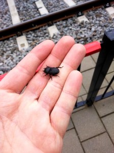 Geluk bij een ongeluk: Klein Vliegend Hert ter compensatie van het missen van de trein naar Maastricht 
