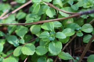 Linnaeusklokje (Foto: Tom van Heusden)