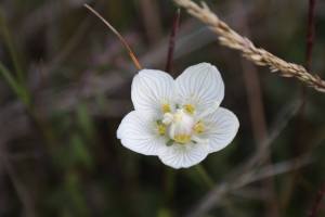 Parnassia 