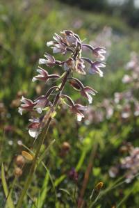 Moeraswespenorchis (Foto: Tom van Heusden) 