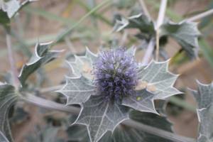 Blauwe Zeedistel 