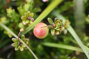Cranberry oftewel Grote Veenbes, in landelijk opzicht zeldzaam, algemeen op Terschelling