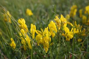 Verfbrem (Foto: Tom van Heusden)