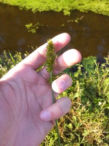 Valse Voszegge, een soort die veel langs de waterkanten is te vinden in het Leeuwarderbos