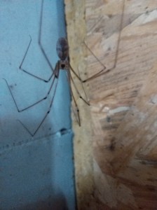 Grote Trilspin, de algemene soort die graag in donkere en vochtige hoekjes zit op toiletten, badkamers, kelders, schuren etc