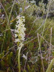 Welriekende Nachtorchis tussen de Kraaihei