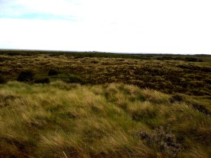 Uitzicht over de Boschplaat 