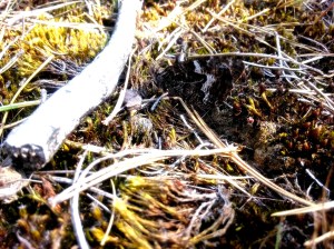 Heivlinder, in zit nauwelijks te vinden 