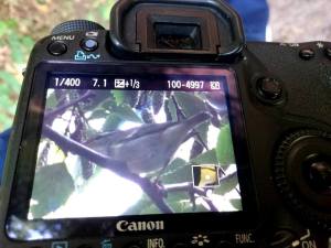 Noordse Boszanger (Foto: Folkert Jan Hoogstra)