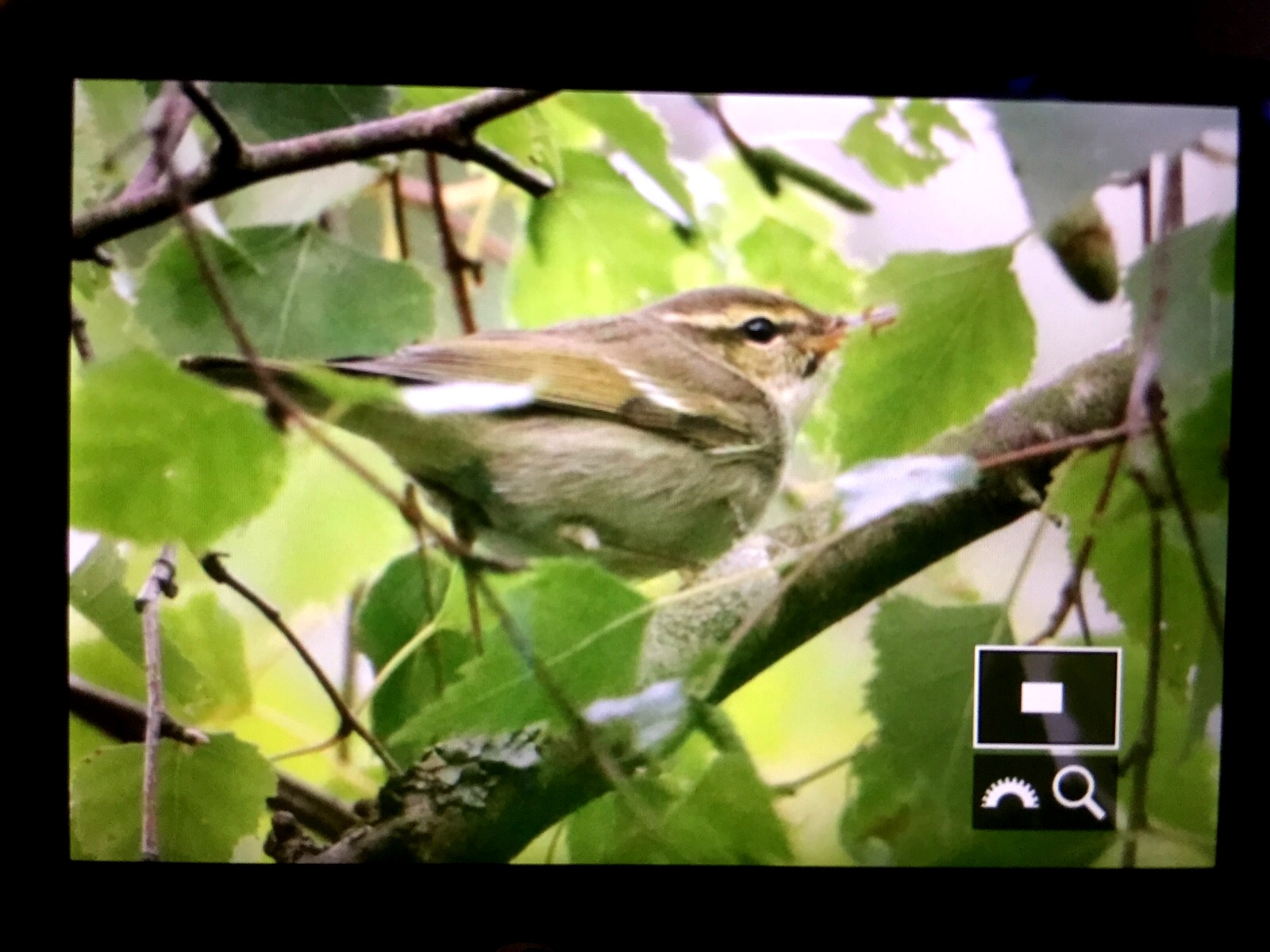 IMG-20150920-WA0005