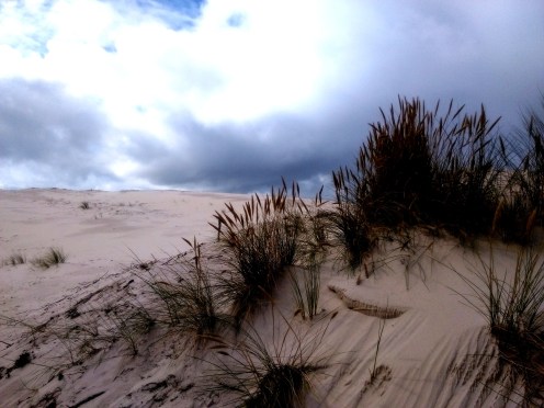 Schoorlse Duinen, duinkommetje met Helmgras