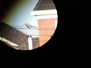 Hop, Leek (25-10-09)