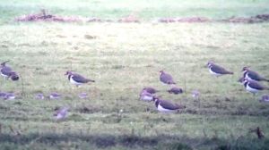 Kieviten met ongeveer in het midden een Kleine Geelpootruiter 