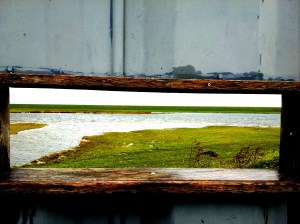 Balgzandpolder met vogelkijkscherm