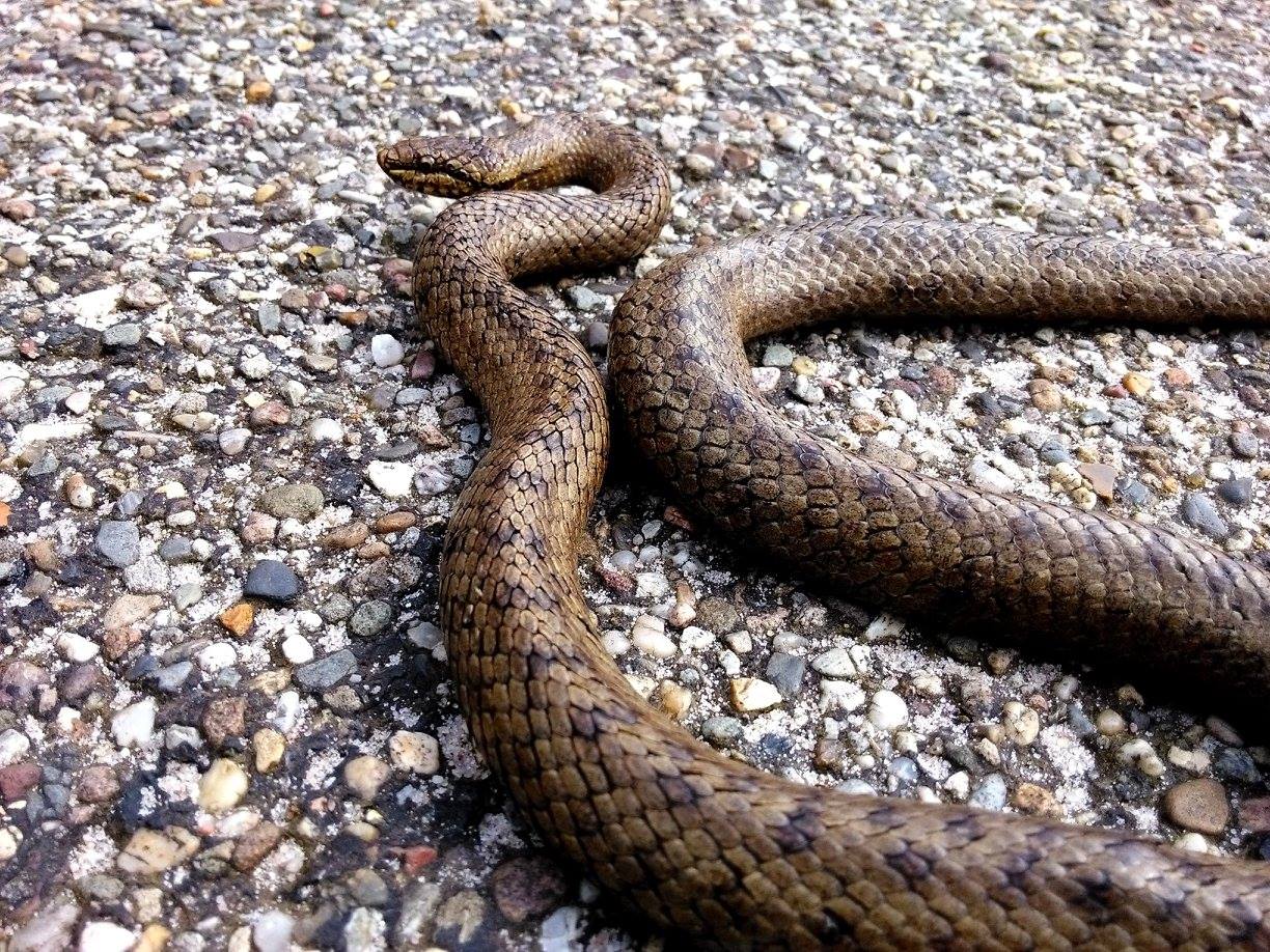 12891092_995159550575670_4231401729463203398_o