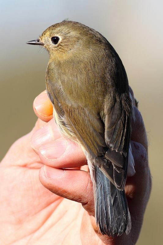 14627946_1185682454858219_762683755_n